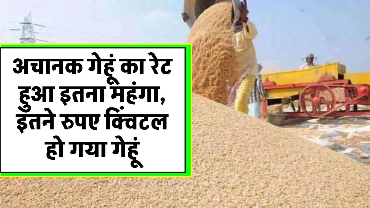 Wheat Price: अचानक गेहूं का रेट हुआ इतना महंगा, इतने रुपए क्विंटल हो गया गेहूं