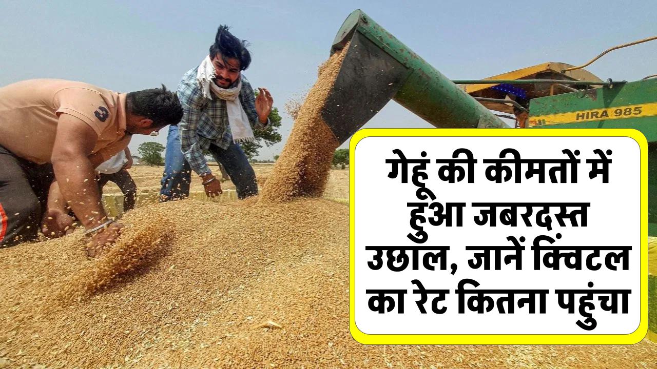 Wheat Price: गेहूं की कीमत में जबरदस्त उछाल! जानें अब क्विंटल का रेट कितना पहुंचा