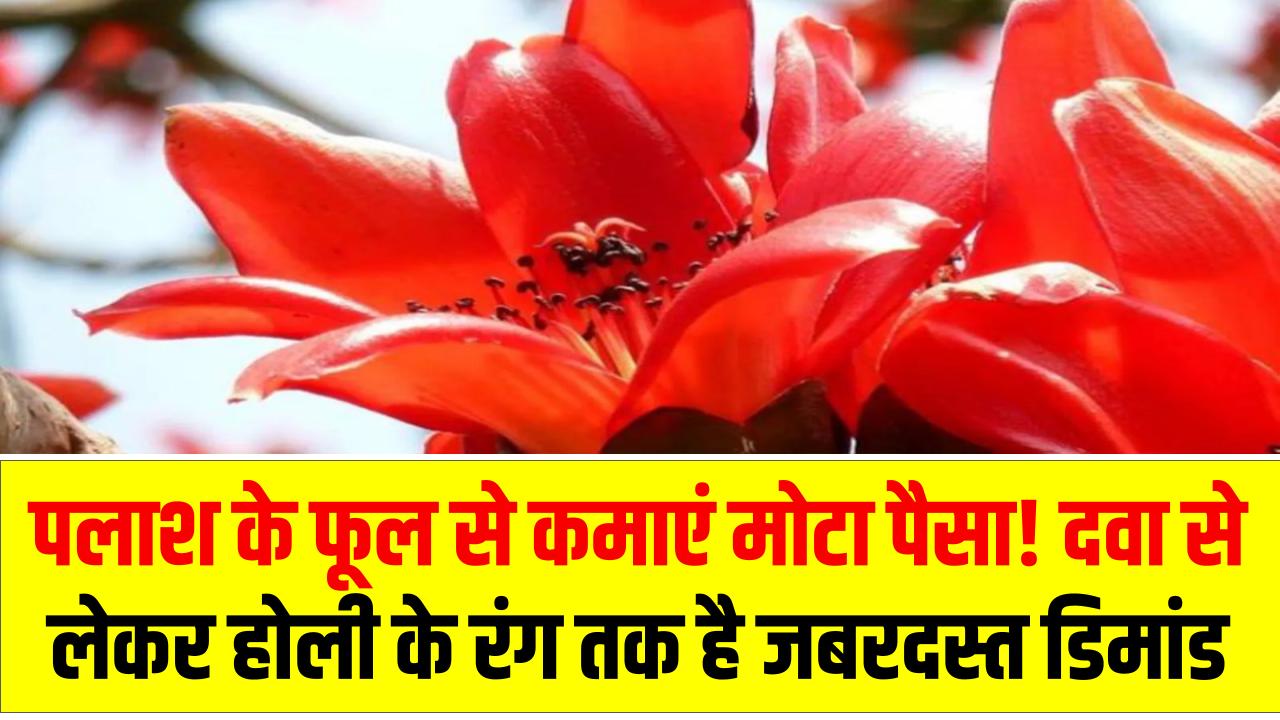 Business Idea: पलाश के फूल से कमाएं मोटा पैसा! दवा से लेकर होली के रंग तक है जबरदस्त डिमांड