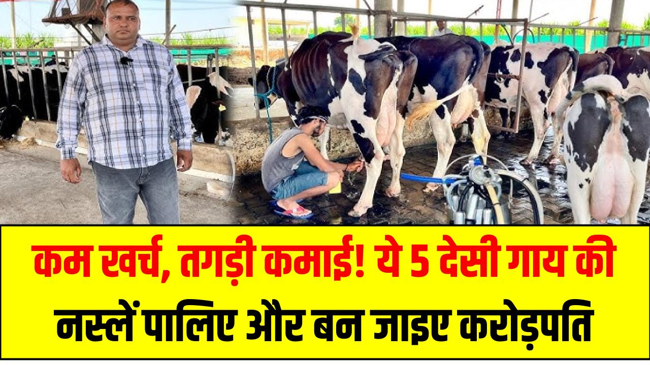कम खर्च, तगड़ी कमाई! ये 5 देसी गाय की नस्लें पालिए और बन जाइए लाखों में खेलने वाले किसान