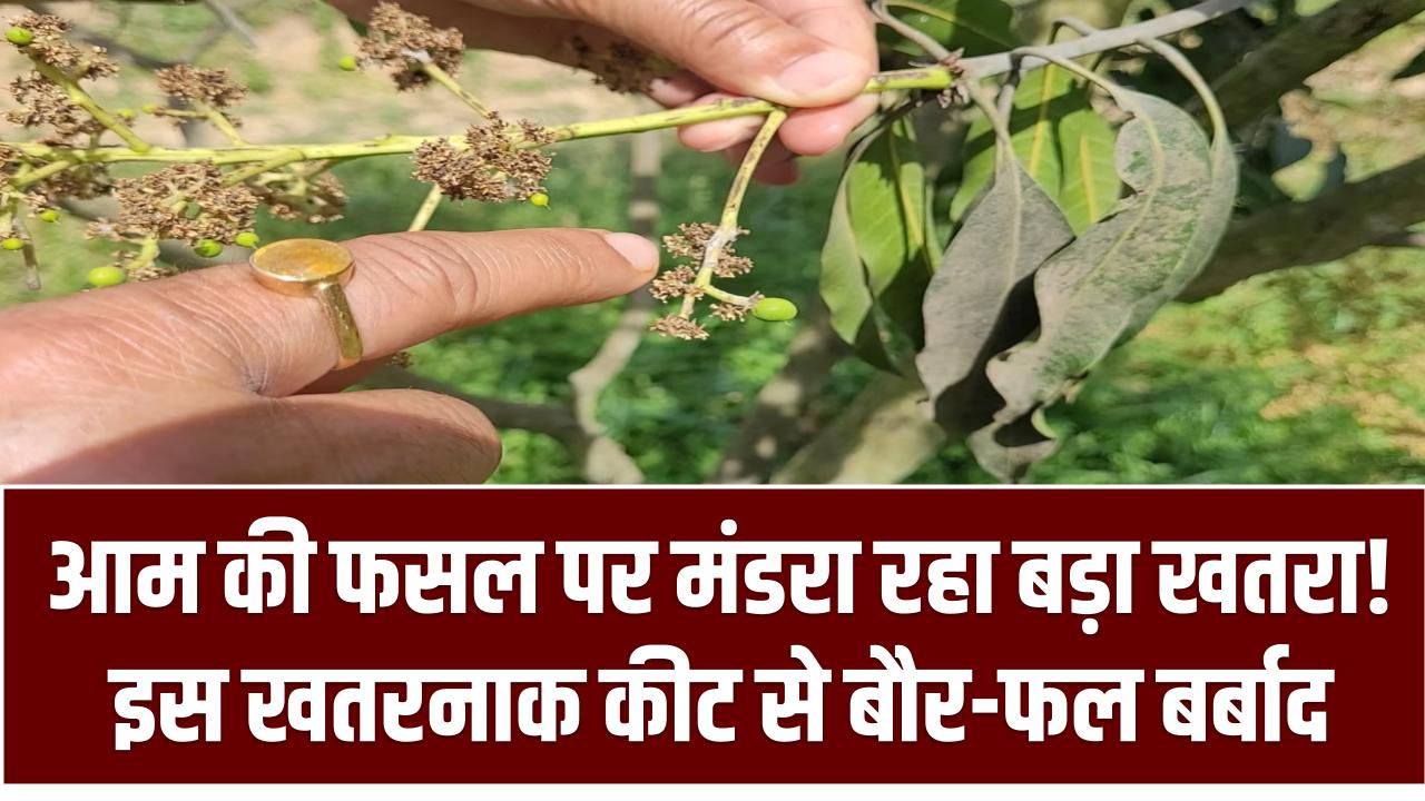 आम की फसल पर मंडरा रहा बड़ा खतरा! इस खतरनाक कीट से बौर-फल बर्बाद, मोबाइल से तुरंत करें पहचान और बचाव