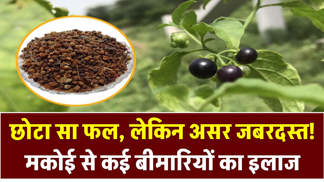 छोटा सा फल, लेकिन असर जबरदस्त! मकोई से कई बीमारियों का इलाज, आयुर्वेद भी मानता है इसे रामबाण
