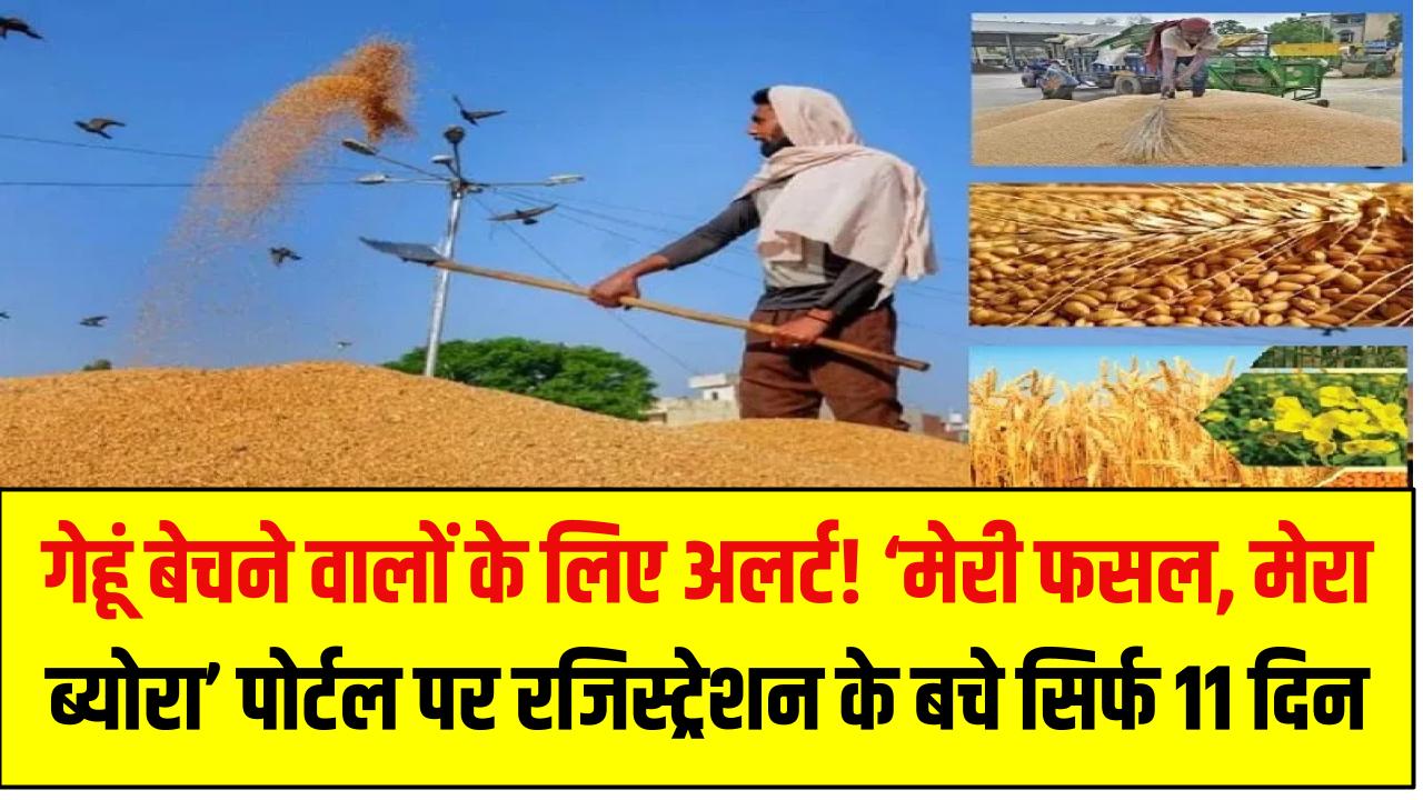हरियाणा में गेहूं बेचने वालों के लिए अलर्ट! ‘मेरी फसल, मेरा ब्योरा’ पोर्टल पर रजिस्ट्रेशन के बचे सिर्फ 11 दिन – तुरंत करें आवेदन