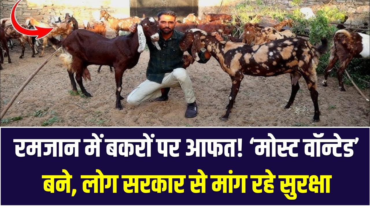Pakistan News: रमजान में बकरों पर आफत! ‘मोस्ट वॉन्टेड’ बने, लोग सरकार से मांग रहे सुरक्षा