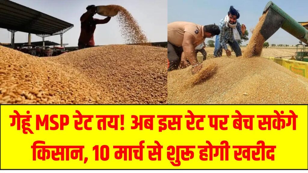 Wheat Price: गेहूं MSP रेट तय! अब इस रेट पर बेच सकेंगे किसान, 10 मार्च से शुरू होगी खरीद