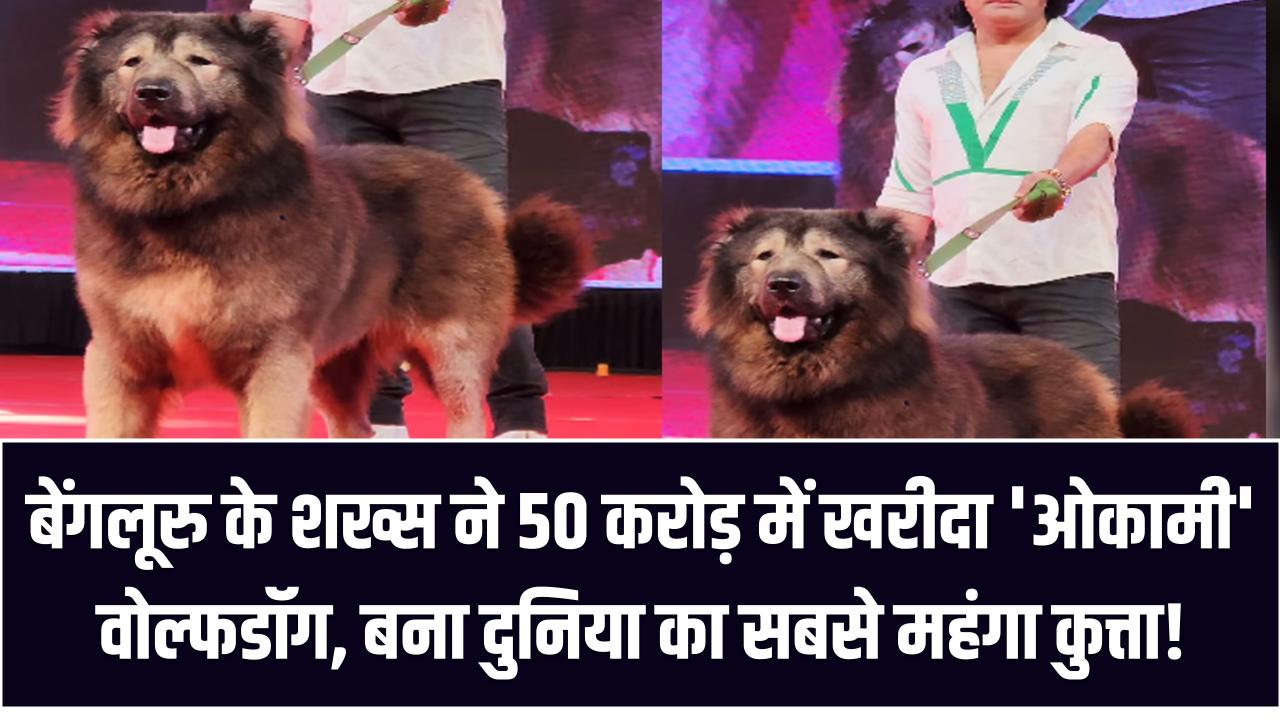 World’s Most Expensive Dog: बेंगलूरु के शख्स ने 50 करोड़ में खरीदा 'ओकामी' वोल्फडॉग, बना दुनिया का सबसे महंगा कुत्ता!