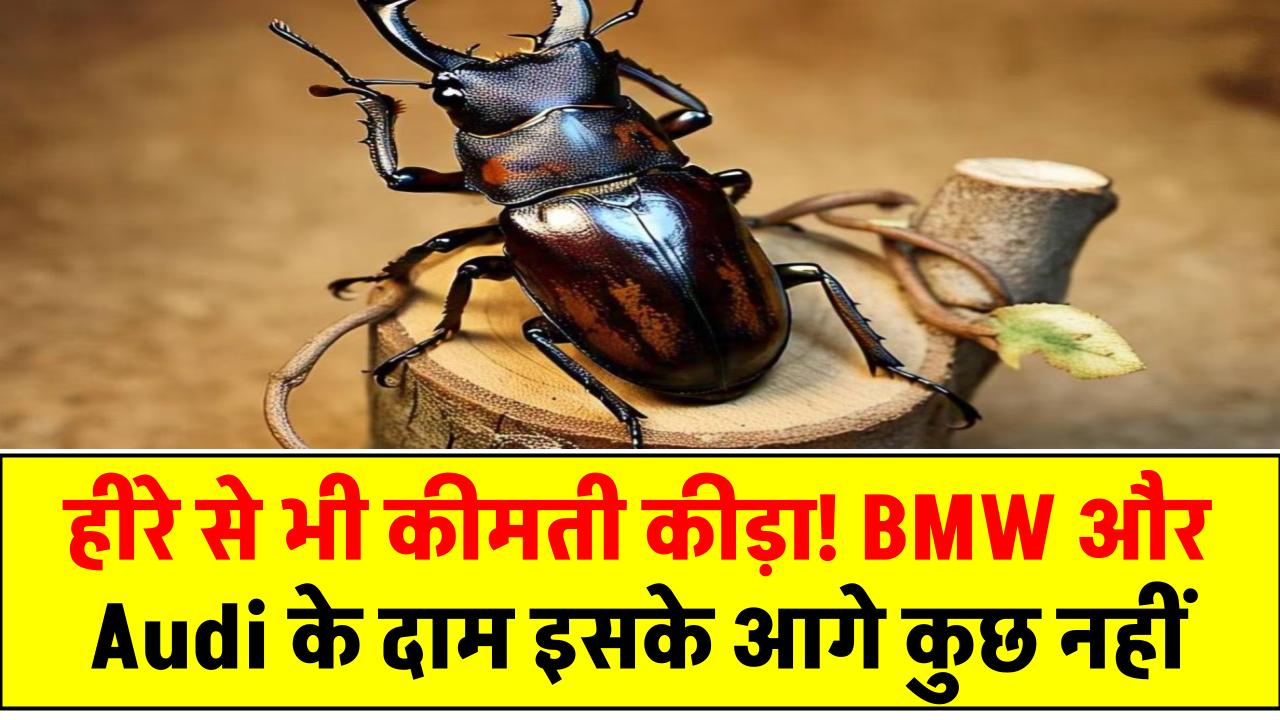 हीरे से भी कीमती कीड़ा! BMW और Audi के दाम इसके आगे कुछ नहीं – जानिए क्या है दुनिया का सबसे महंगा कीड़ा