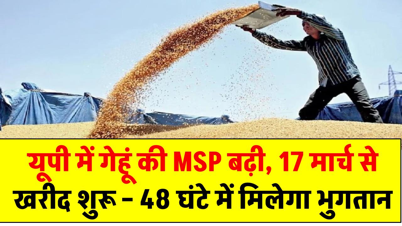 खुशखबरी! यूपी में गेहूं की MSP बढ़ी, 17 मार्च से खरीद शुरू – 48 घंटे में मिलेगा भुगतान