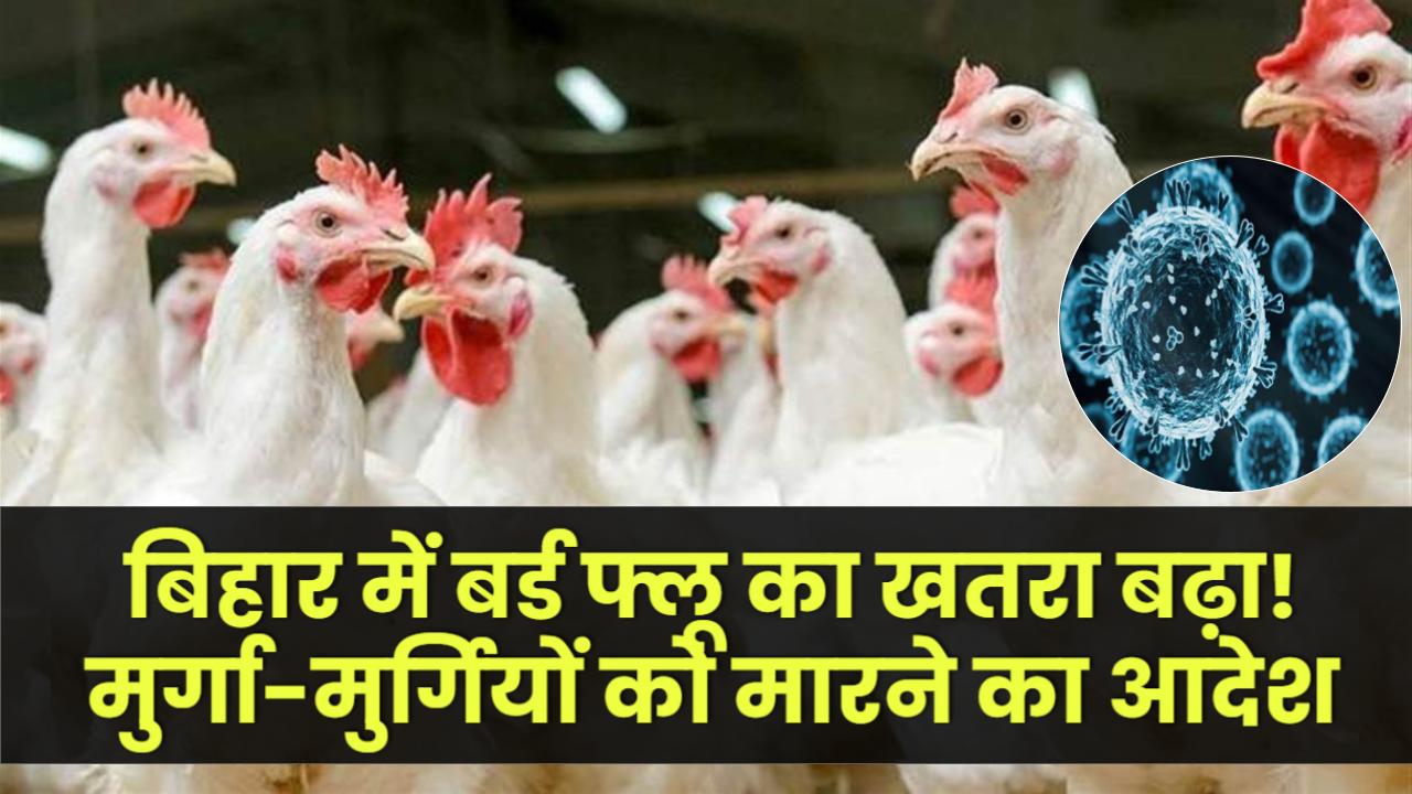 Bird Flu in Bihar: बर्ड फ्लू का खतरा बढ़ा! मुर्गा-मुर्गियों को मारने का आदेश, चिकन दुकानों पर लगेगा ताला