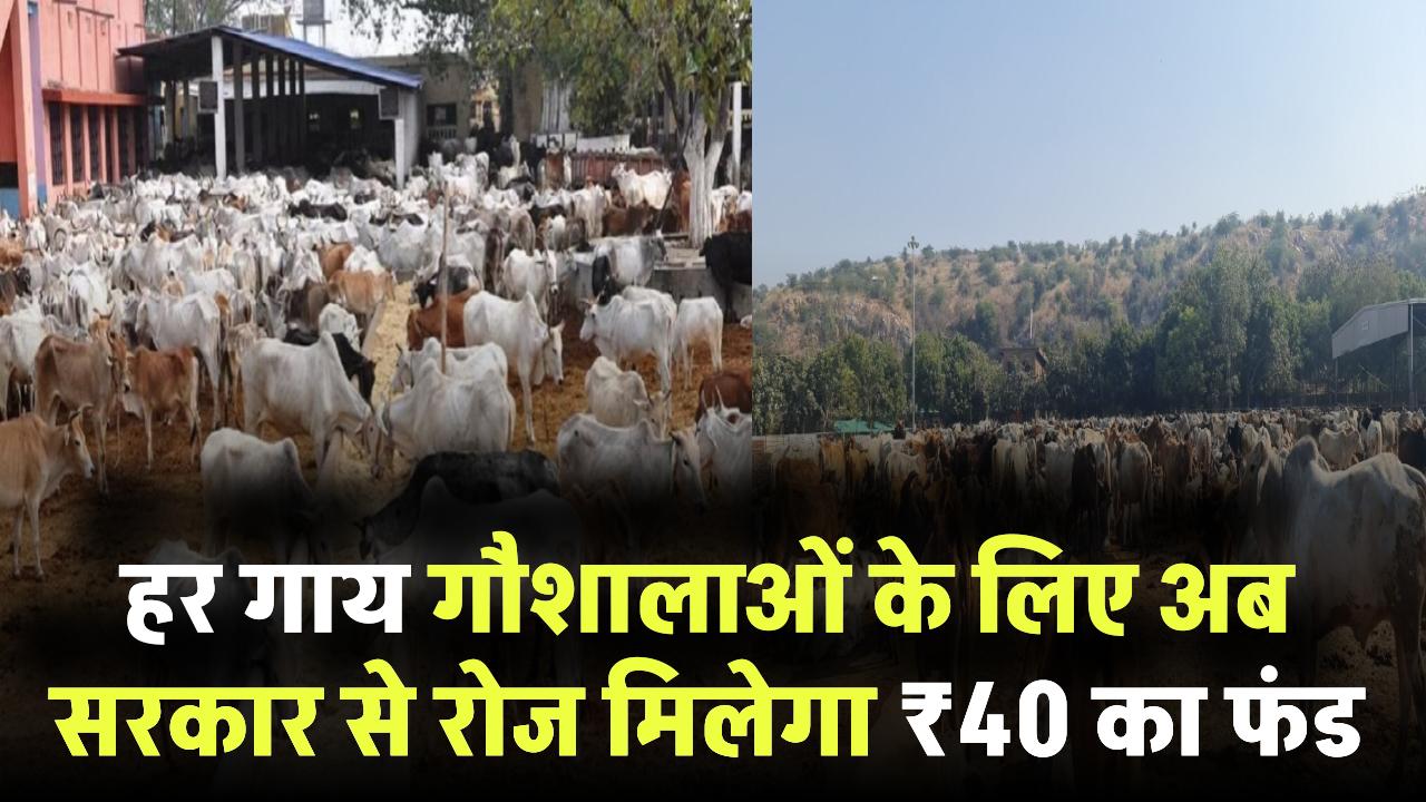हर गाय के लिए अब ₹40 रोज! गौशालाओं को सरकार से मिलेगा सीधा फंड