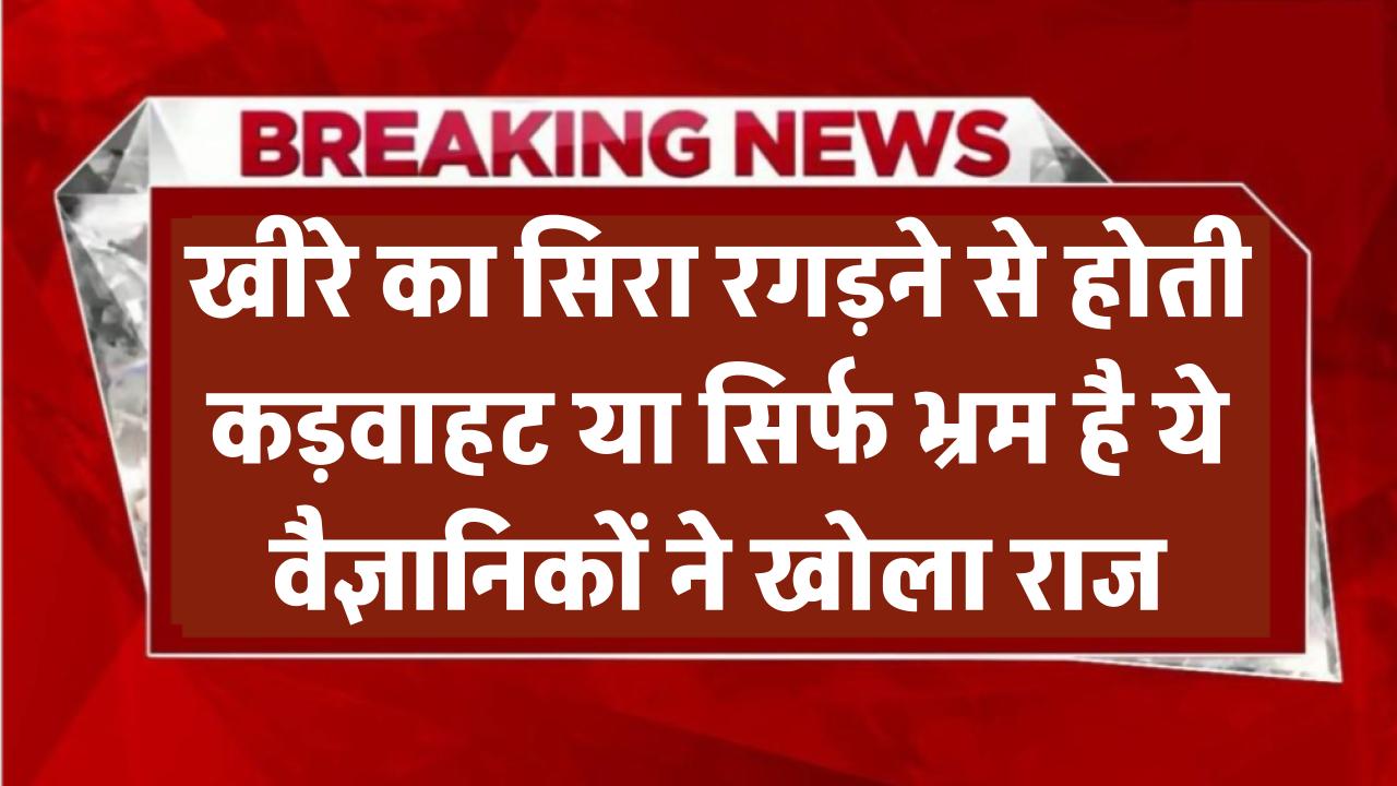 खीरे का सिरा रगड़ने से निकलती है कड़वाहट या सिर्फ भ्रम है ये? वैज्ञानिकों ने खोला राज