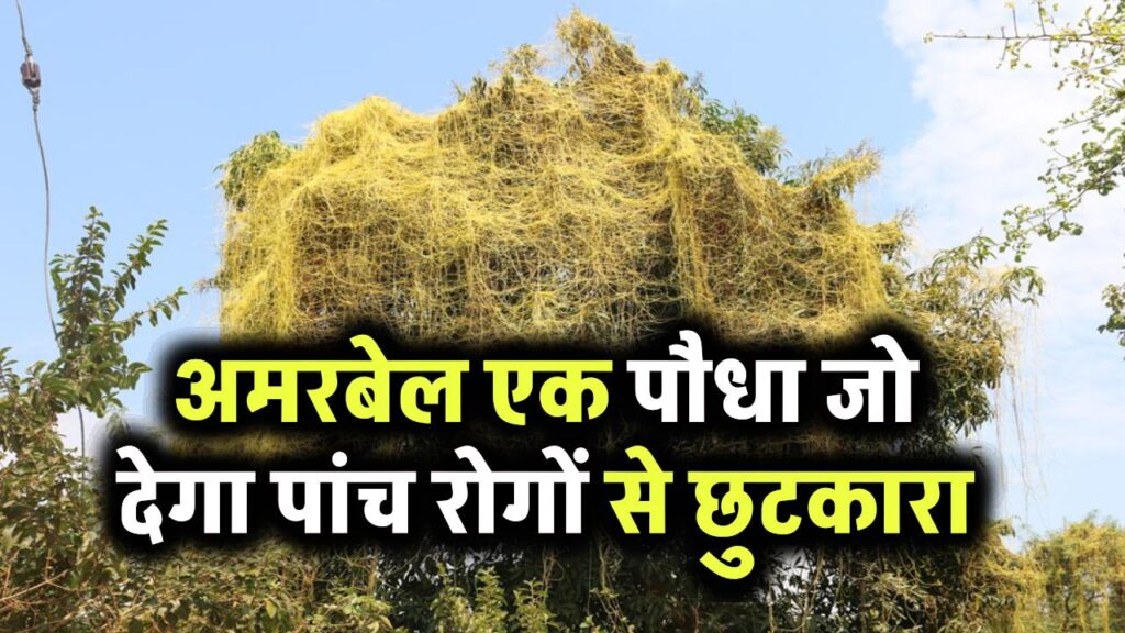अमरबेल का कमाल! सिर्फ एक पौधा और 5 बीमारियों से मिलती है आज़ादी – आयुर्वेद भी मानता है असर
