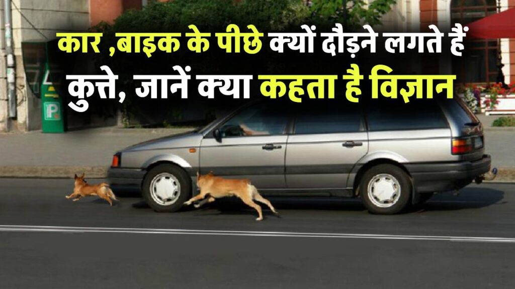 कार और बाइक के पीछे क्यों दौड़ते हैं कुत्ते? जो आप जानते हैं, वो नहीं है असली वजह, जानें