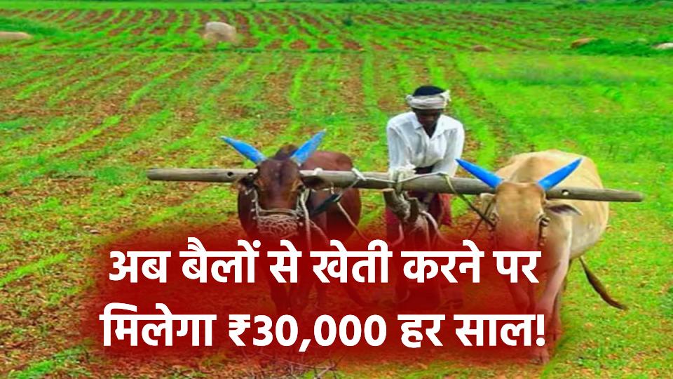 अब बैलों से खेती करने पर मिलेगा ₹30,000 हर साल! किसानों के लिए शुरू हुई राहत देने वाली योजना
