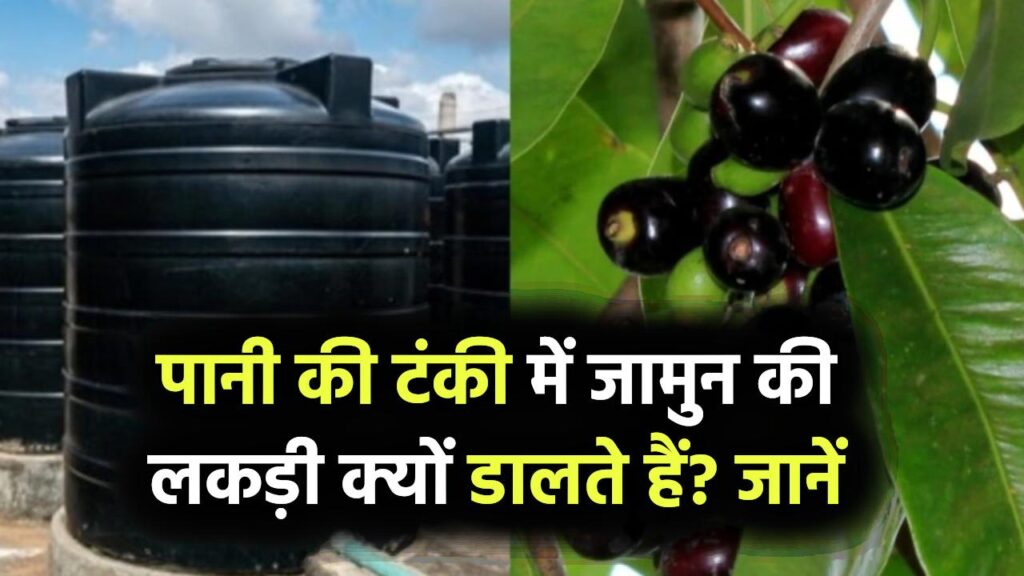 पानी की टंकी में जामुन की लकड़ी क्यों डालते हैं? जानें आयुर्वेदिक और वैज्ञानिक कारण